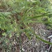 Acacia melanoxylon