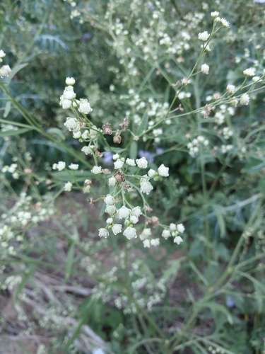Santa Maria feverfew