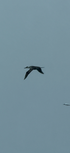 Northern Gannet