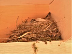 Phoenicurus ochruros