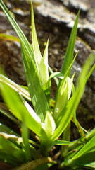 Carex backii
