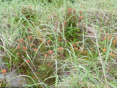 Castilleja miniata dixonii