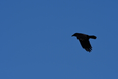 Corvus