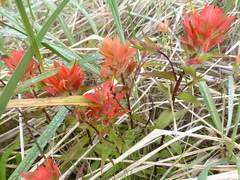 Castilleja miniata dixonii