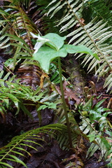 Trillium ovatum ovatum