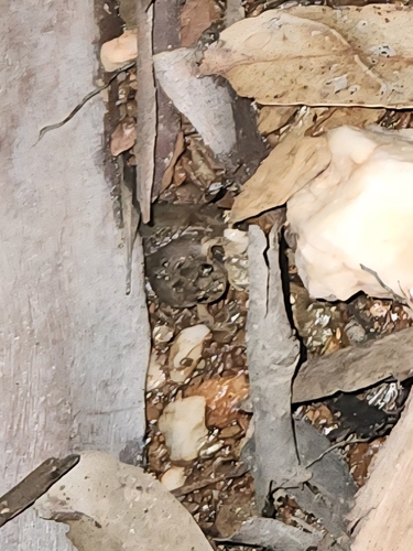 Common Eastern Froglet