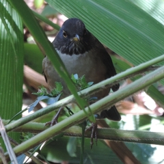Turdus albicollis