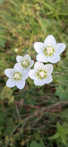 marsh grass-of-Parnassus