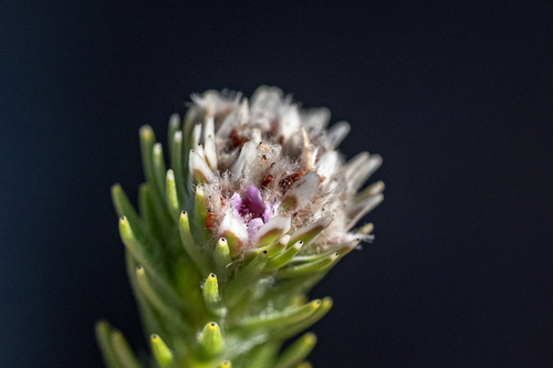 Staavia brownii (Staavia brownii)