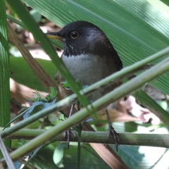 Turdus albicollis