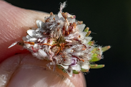 Staavia brownii (Staavia brownii)