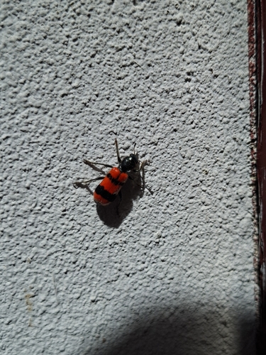 Bee-eating Beetle