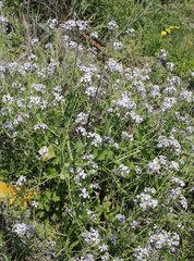 Raphanus sativus raphanistroides