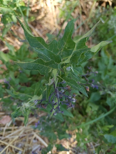 bittersweet nightshade