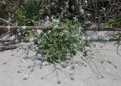 Raphanus sativus raphanistroides