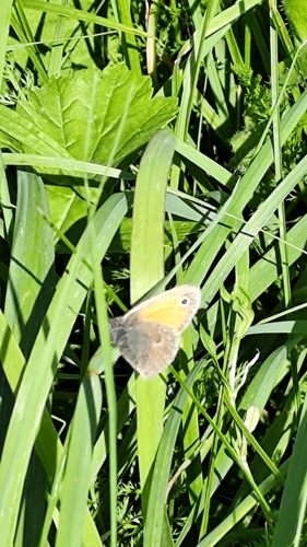 Small Heath