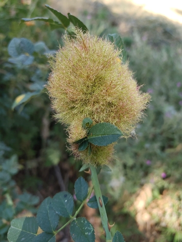 Mossy Rose Gall Wasp