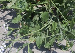 Raphanus sativus raphanistroides