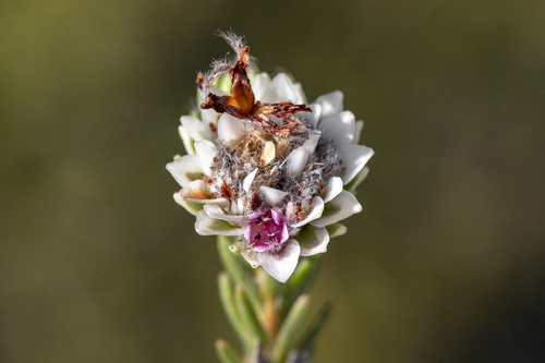 Staavia brownii (Staavia brownii)