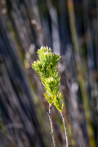Staavia brownii (Staavia brownii)