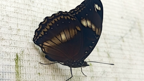 Hypolimnas bolina