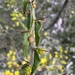 Acacia paradoxa
