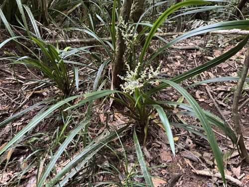 Helmholtzia acorifolia observed 2026-08-14