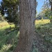Acacia melanoxylon