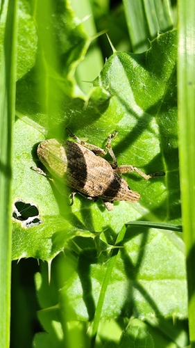 Large Thistle Weevil