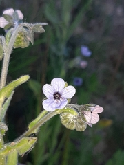 Cynoglossum creticum