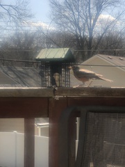 Turdus migratorius