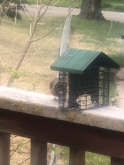 Turdus migratorius