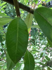Heteromeles arbutifolia