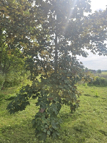 sycamore maple