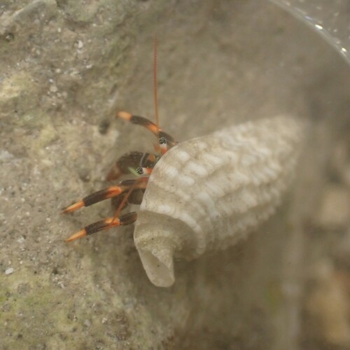Clibanarius humilis observed 2026-08-14