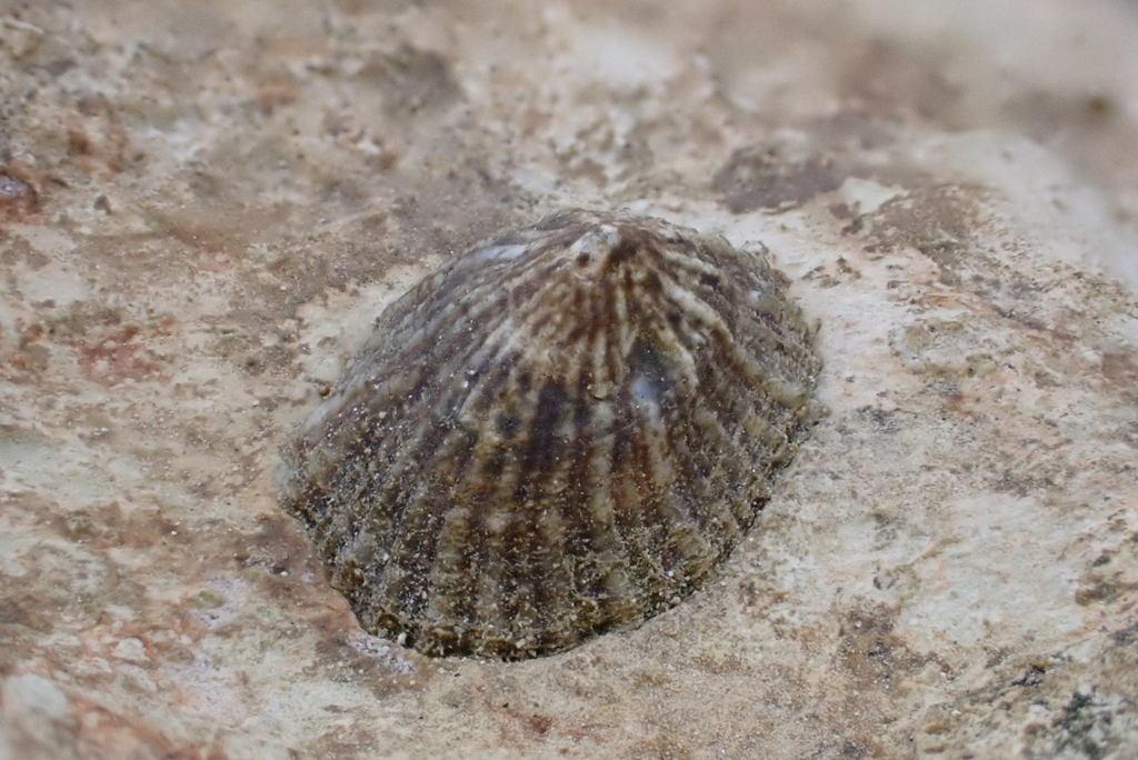 Guam False Limpet