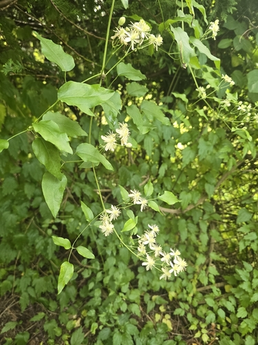 Old man's beard