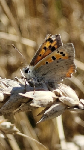 Small Copper