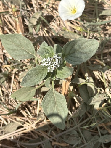 European heliotrope