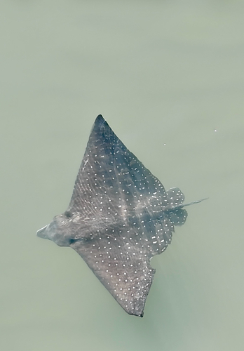 White-spotted Eagle Ray