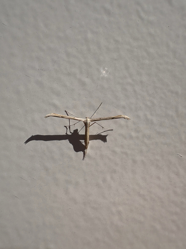 Morning-glory Plume Moth