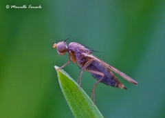 Opomyza germinationis