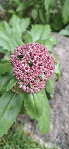 Hylotelephium vulgare
