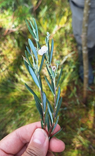 Wild Rosemary