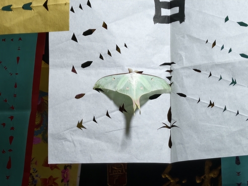 Chinese Moon Moth