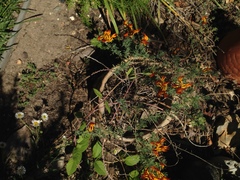 Lotus berthelotii