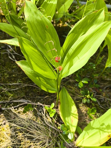 European lily of the valley