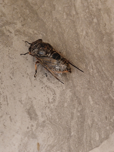 Eastern horse cicada