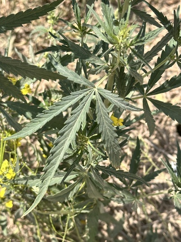 Cannabis
