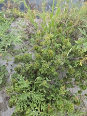 author not stated, no rights reserved Acalypha monostachya, photograph author not stated, no rights reserved